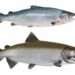 Fish Shortage Looms As BFIAG Bemoans The Increment of Fish Levy By 1,573% 11 Atlantic and Pacific whole salmon 1024x683 1