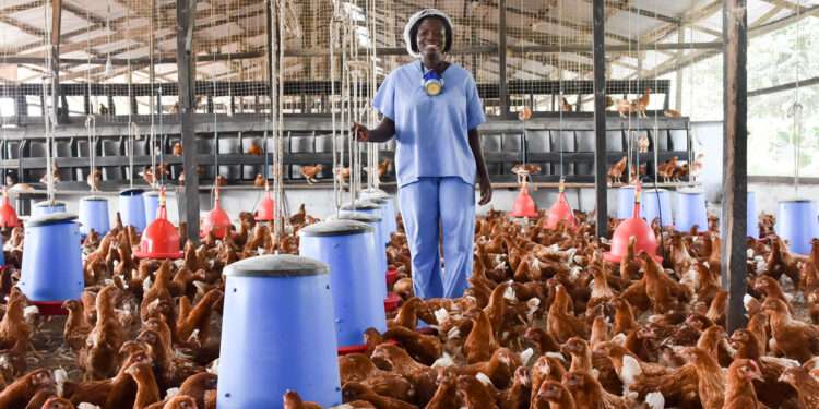 Successful Poultry Models Hold Key to Ghana's Future