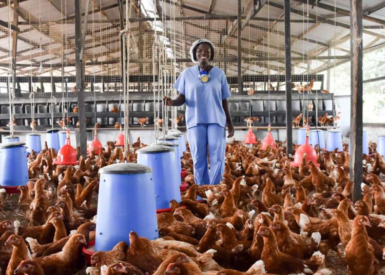 Successful Poultry Models Hold Key to Ghana's Future 1 Successful Poultry Models Hold Key to Ghana's Future
