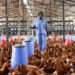 Successful Poultry Models Hold Key to Ghana's Future