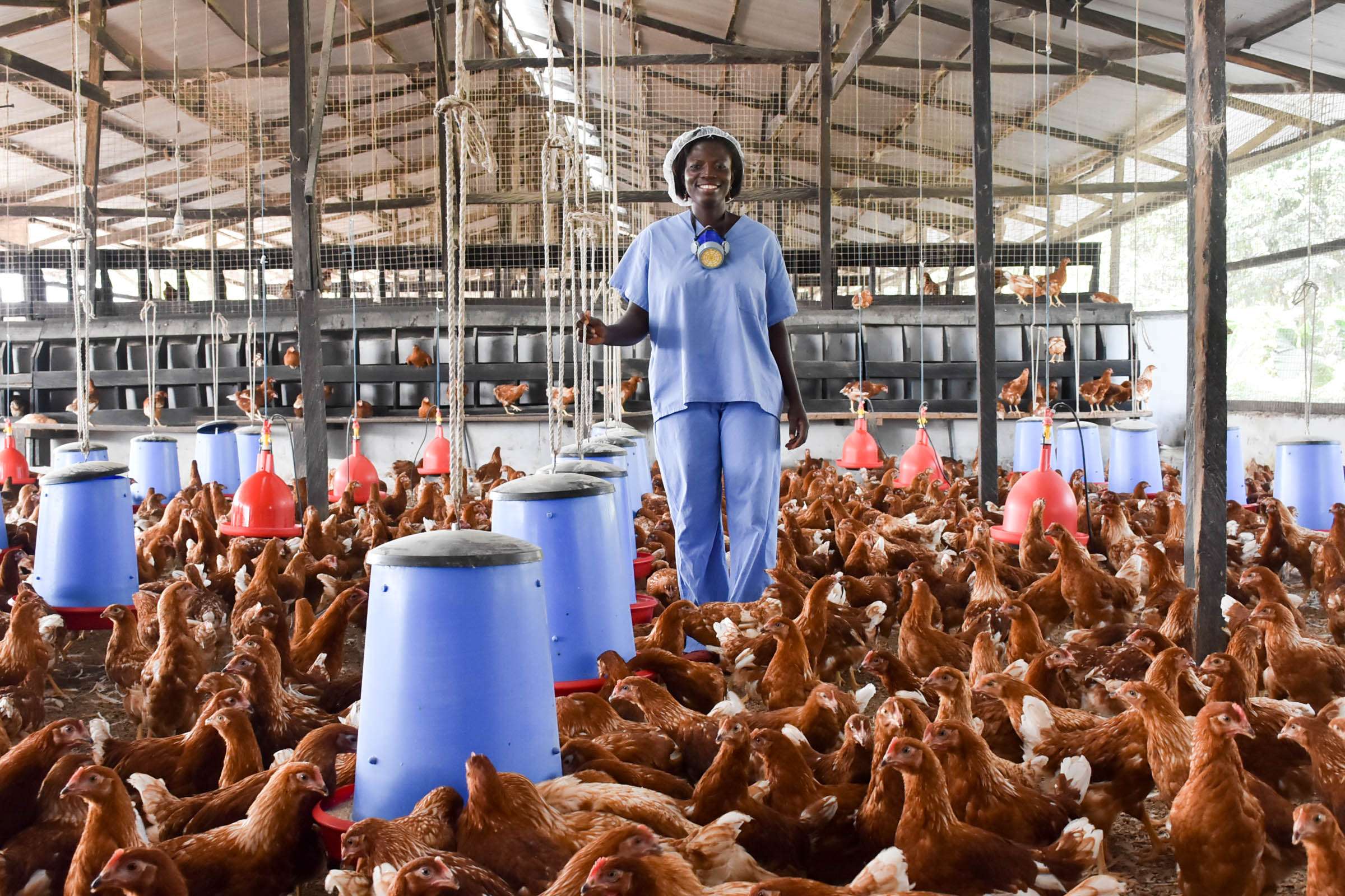 Successful Poultry Models Hold Key to Ghana's Future