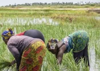 a1 producteurs agricoles africains
