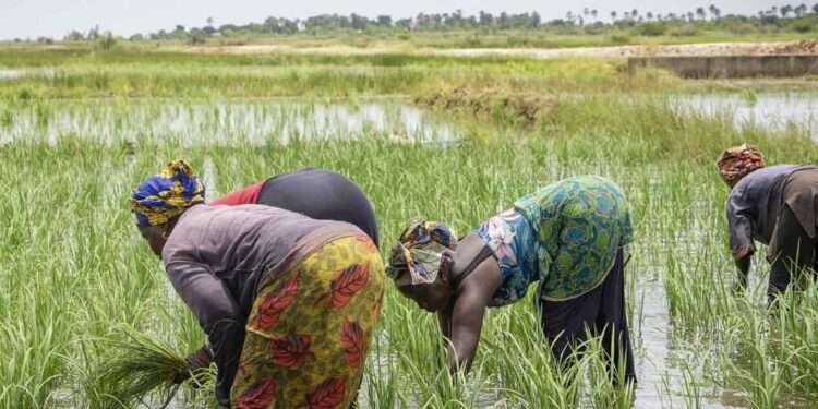 a1 producteurs agricoles africains
