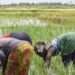a1 producteurs agricoles africains