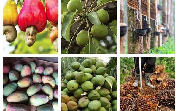 World Bank Grants Ghana US$ 100 million Facility to Boost Production of Cashew, Coconut, and Rubber 1 cashew coconut