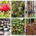 cashew coconut