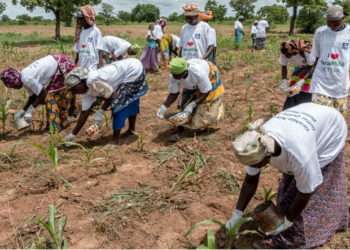 PFAG Lauds Ministry’s Decision to Review Planting for Food and Jobs Programme