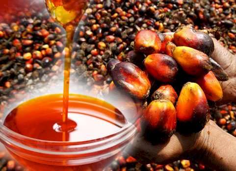 oil palm