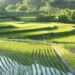 UNDP Leads Sustainable Rice Production In Ghana to Reduce Greenhouse Gas Emission 12 sustainable rice paddle