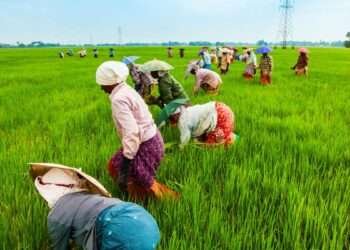 Peasant Farmers Association Demands Part of the IMF Money to Boost Agriculture 1 Agriculture