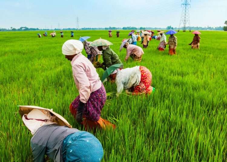 Peasant Farmers Association Demands Part of the IMF Money to Boost Agriculture 1 Agriculture