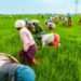 Agriculture