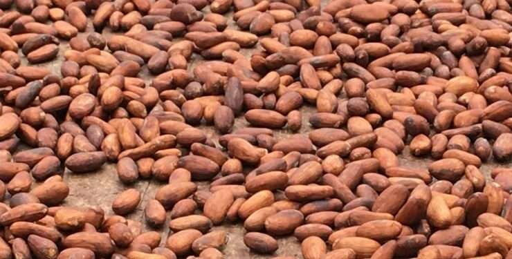 Ghana Set To Promote Cocoa Industry Through Hosting African Cocoa Exchange This Year 3 Cocoa