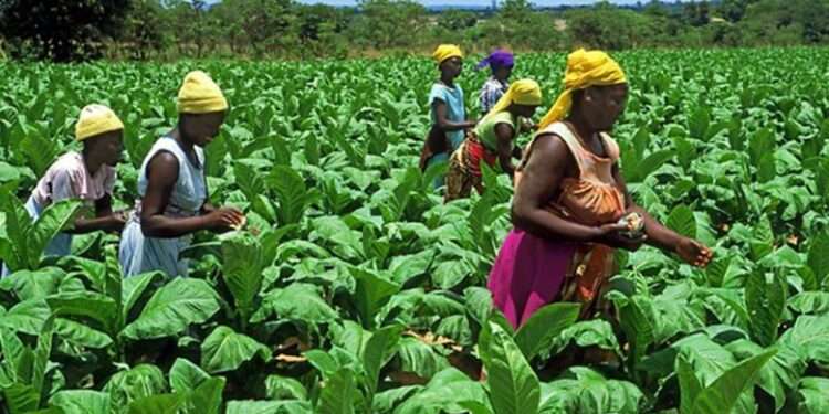 Institute Credit Guarantee for Fertiliser Subsidy Programmes to Boost Food Security- GIRSAL 1 Enhance Planting for Food and Jobs to increase yields