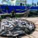 African workers of EU fishing vessels strike over poor salary and Poor working condition.