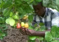 TCDA Defends Ghana’s Cashew Pricing Formula, Debunks GH¢25 Cashew Price Claim 8 TCDA Defends Ghana’s Cashew Pricing Formula, Debunks GH¢25 Cashew Price Claim