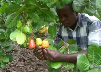 TCDA Sets To Ban Foreigners From Direct Cashew Nut Purchase In Ghana
