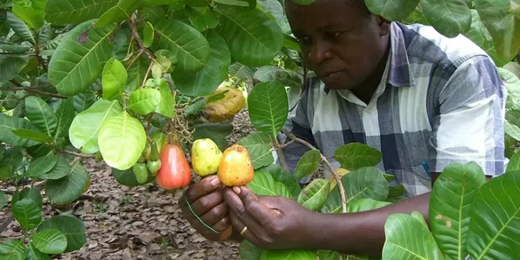 TCDA Defends Ghana’s Cashew Pricing Formula, Debunks GH¢25 Cashew Price Claim 1 TCDA Defends Ghana’s Cashew Pricing Formula, Debunks GH¢25 Cashew Price Claim