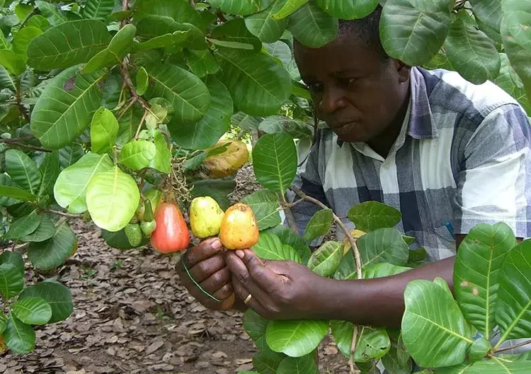 TCDA Defends Ghana’s Cashew Pricing Formula, Debunks GH¢25 Cashew Price Claim 1 TCDA Defends Ghana’s Cashew Pricing Formula, Debunks GH¢25 Cashew Price Claim