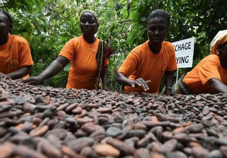 GCCP Calls For Retooling Of Legislative Framework Governing Cocoa Production In Ghana 1 File photo.