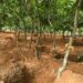 Cocoa Price Increment: Farmers Caution Gov’t, Threaten to Sell Cocoa Farms for Galamsey 11 cocoa land 1