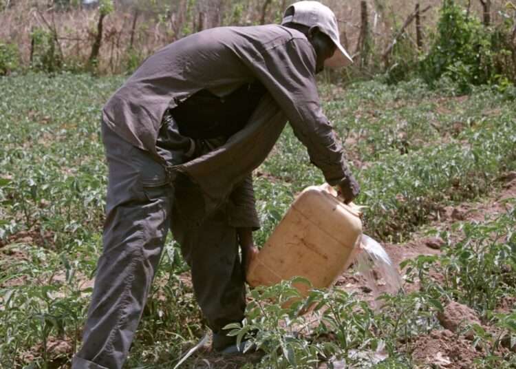 Planting for Food and Jobs Increases Food Security and Employment Along Agricultural Value Chains- Ofori-Atta