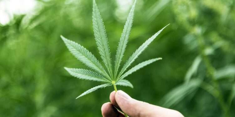 Cannabis
