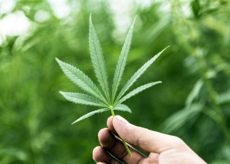 Cultivation Of Cannabis Removes Toxins From Water Bodies And Farmlands- Nana Agyemang 1 Cannabis