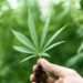Cultivation Of Cannabis Removes Toxins From Water Bodies And Farmlands- Nana Agyemang 11 Cannabis