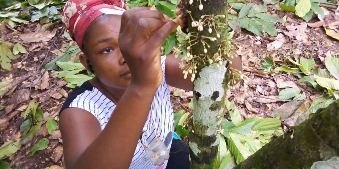 CHED Steps Up Education On Artificial Cocoa Tree Pollination