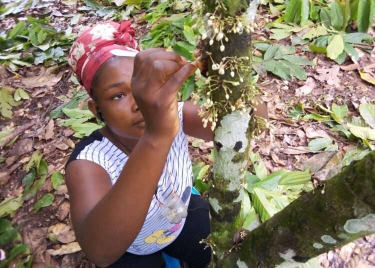 CHED Steps Up Education On Artificial Cocoa Tree Pollination 1 CHED Steps Up Education On Artificial Cocoa Tree Pollination