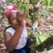 CHED Steps Up Education On Artificial Cocoa Tree Pollination
