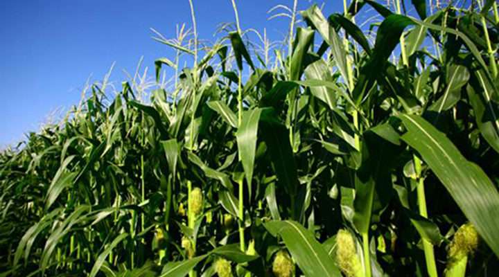 Maize Farming Business Plan 1
