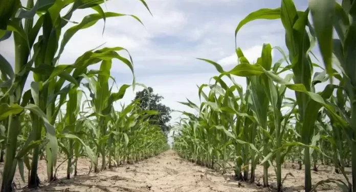 CSIR/Crops Research Institute Under its 5-year Strategic Plan Prioritizes Climate Resilient Technologies 1 heat and drought have 696x461 1