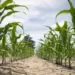 CSIR/Crops Research Institute Under its 5-year Strategic Plan Prioritizes Climate Resilient Technologies 13 heat and drought have 696x461 1