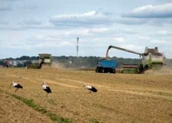 Climate and violence Impedes Nigeria’s push to rely on its own wheat after the hit from Russia’s war.