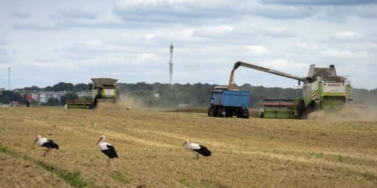 Wheat Production In Nigeria Challenged By Violence And Climate Change 1 Climate and violence Impedes Nigeria’s push to rely on its own wheat after the hit from Russia’s war.