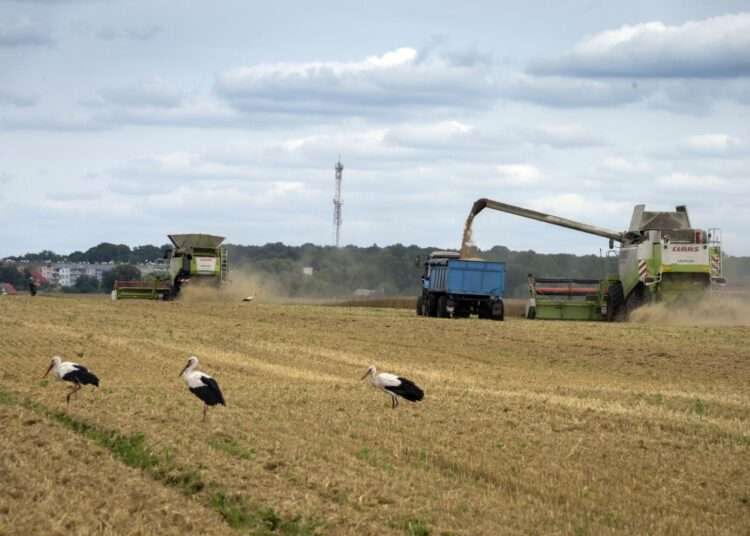 Wheat Production In Nigeria Challenged By Violence And Climate Change 1 Climate and violence Impedes Nigeria’s push to rely on its own wheat after the hit from Russia’s war.