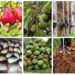 Government of Ghana Secures $200 million Funding from the World Bank to Advance Tree Crop Sector