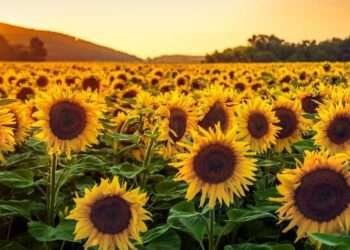 TRAGRIMACS Launches Sunflower Project, Ghana to Start Cultivating Sunflower in Large Quantities 1 TRAGRIMACS Launches Sunflower Project, Ghana to Start Cultivating Sunflower in Large Quantities