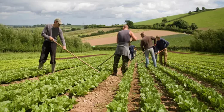 Farmers In UK Left In Limbo, Due To Delayed Post-Brixit Incentive Payments 1 UK farmers says, delay in SFI payments have destructed their yearly activities.