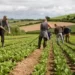 UK farmers says, delay in SFI payments have destructed their yearly activities.