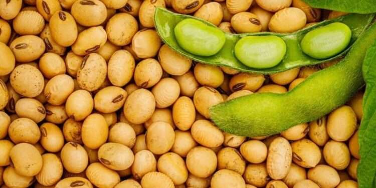 6304d106c2da99118736646a is soya bean good for diabetes 2l7DVe