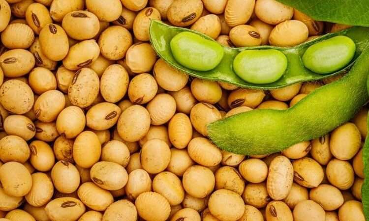 Soya Value Chain Association of Ghana Identifies Soya As A Potential Cash Crop to Boost Ghana’s Economy 1 6304d106c2da99118736646a is soya bean good for diabetes 2l7DVe