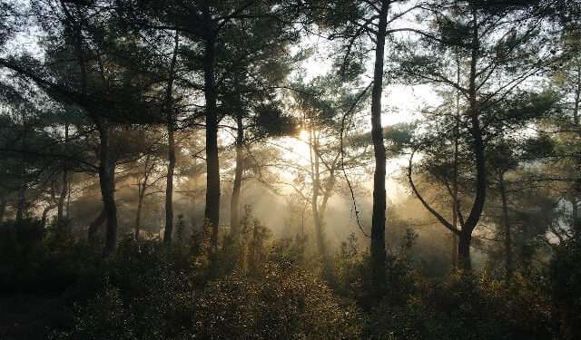 African Financial Institutions Pledge To Protect, Restore Nature 1 African Financial Institutions Pledge To Protect, Restore Nature