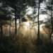 African Financial Institutions Pledge To Protect, Restore Nature