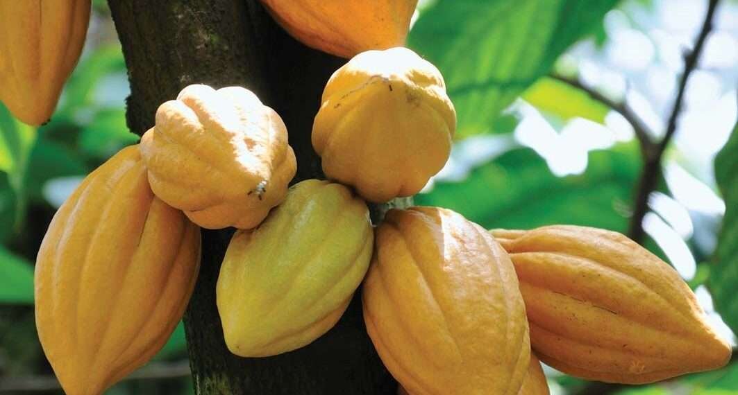 COCOBOD Announces Date for the Start of 2023/2024 Crop Season 1 Fruits trunk cacao tree 1