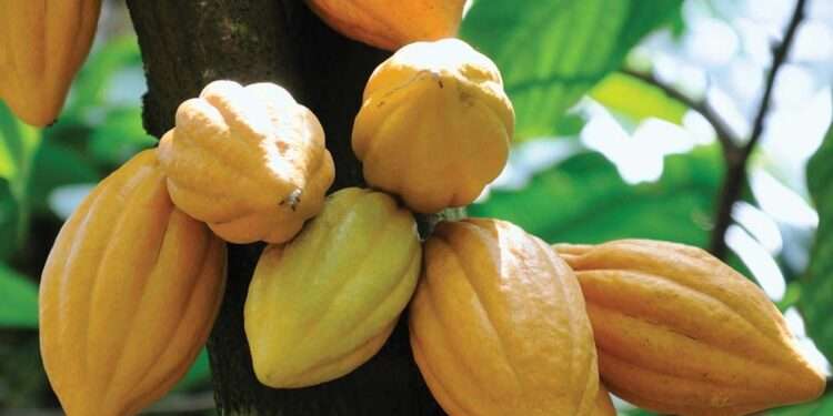 Fruits trunk cacao tree 1