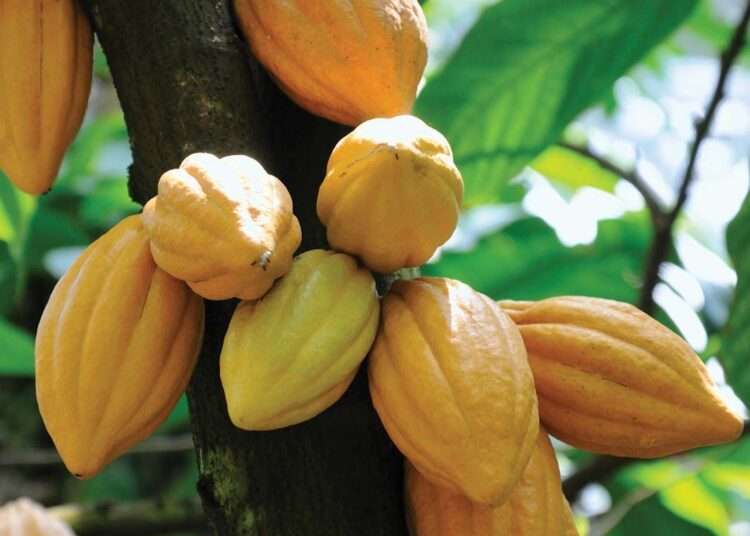 COCOBOD Announces Date for the Start of 2023/2024 Crop Season 1 Fruits trunk cacao tree 1