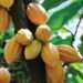 Fruits trunk cacao tree 1